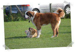 Hundefreilaufwiese Oktober und November 2014