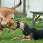 Hundeschule Straelen