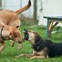 Hundeschule Straelen