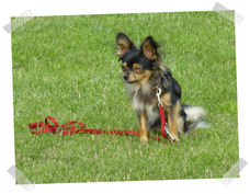 Kleinhundegruppe Juni 2014