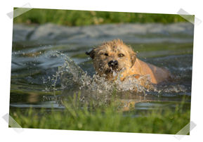 Hundefreilauf Juni 2017