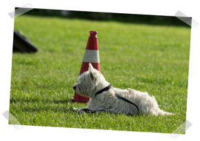 Kleinhundegruppe Juli 2017