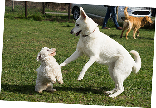 Hundespielstunde März 2019