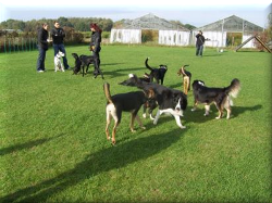 Impressionen der Hundefreilaufwiese