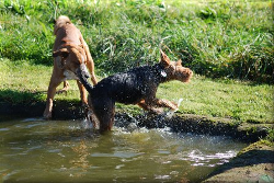 Impressionen der Hundefreilaufwiese